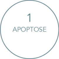 Wirkung Kryolipolyse Behandlung: Apoptose Wirkung Kryolipolyse Behandlung: Apoptose