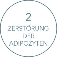 Wirkung Kryolipolyse Behandlung: Zerstörung der Adipozyten Wirkung Kryolipolyse Behandlung: Zerstörung der Adipozyten