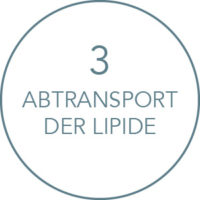 Wirkung Kryolipolyse Behandlung: Abtransport der Lipide Wirkung Kryolipolyse Behandlung: Abtransport der Lipide